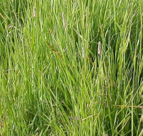 What Do Sheep Eat: Timothy Grass