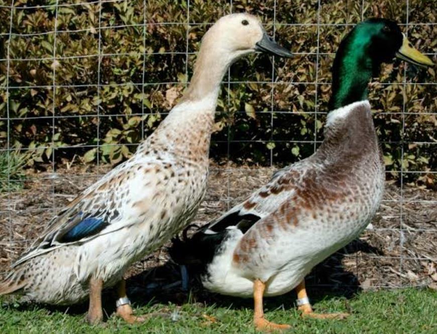 Welsh Harlequin Duck