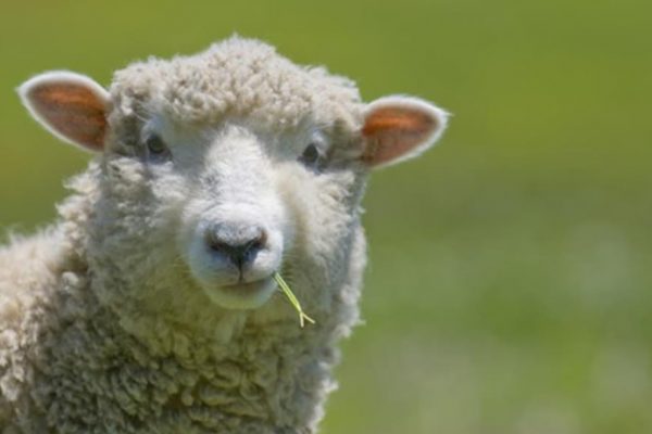 What Do Sheep Eat