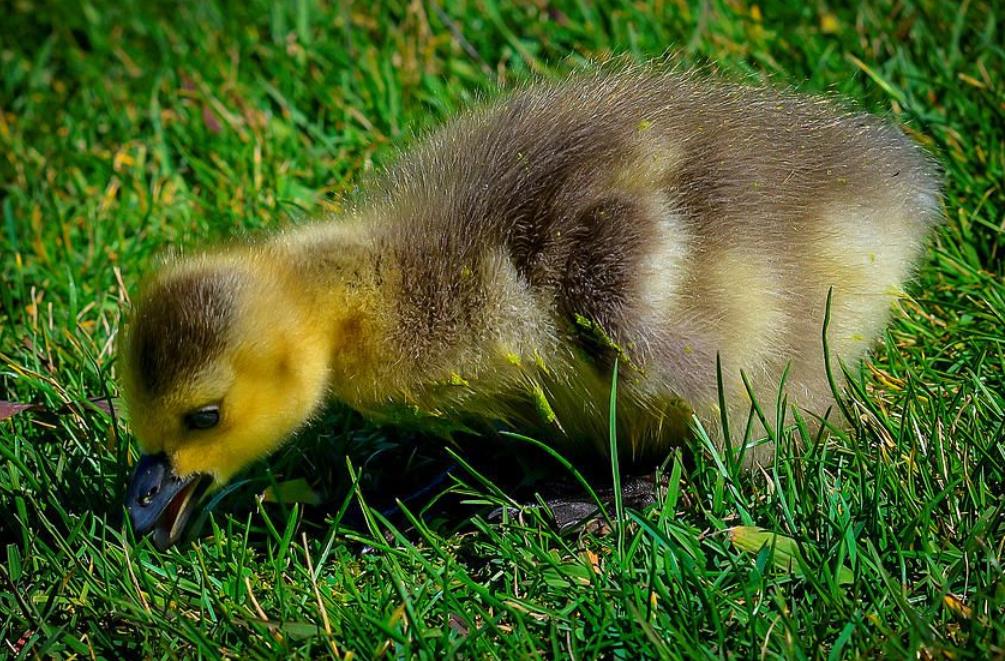 What do Baby Ducks Eat