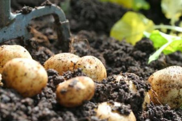 When Are Potatoes Ready To Harvest