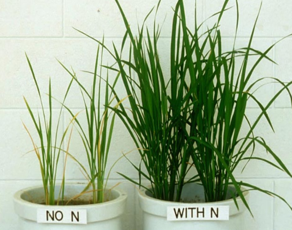nitrogen deficiency in plants
