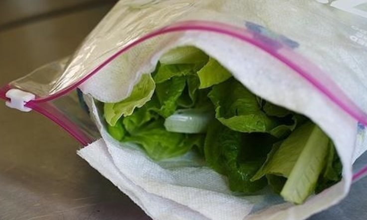 spinach leaves in refrigerator