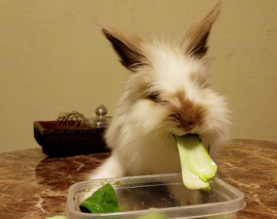 Bok Choy for Rabbits