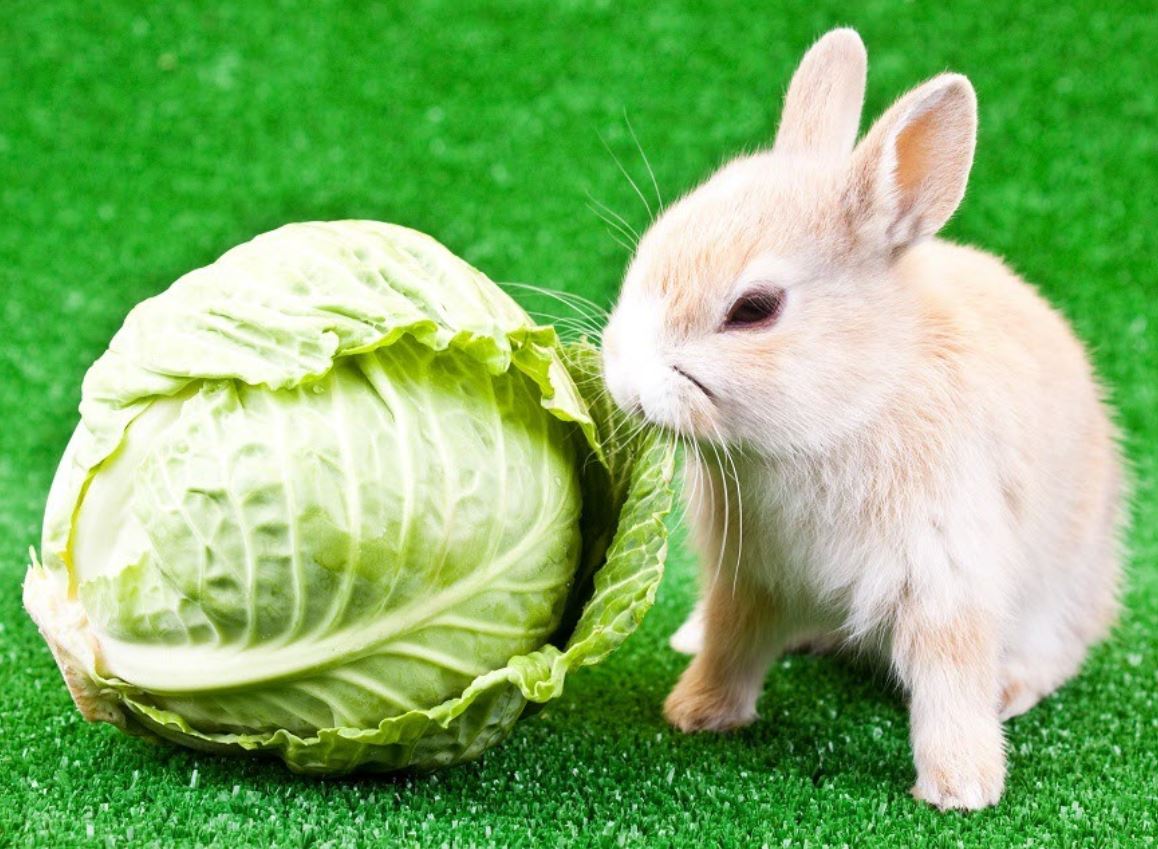 Cabbage for Rabbits