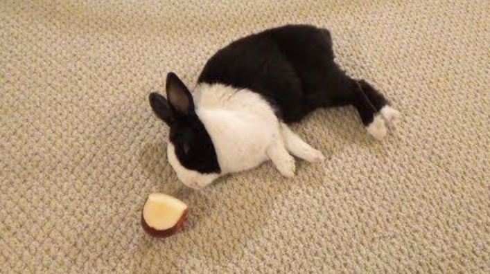 Can Rabbits Eat Apples