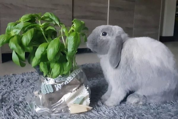 Can Rabbits Eat Basil