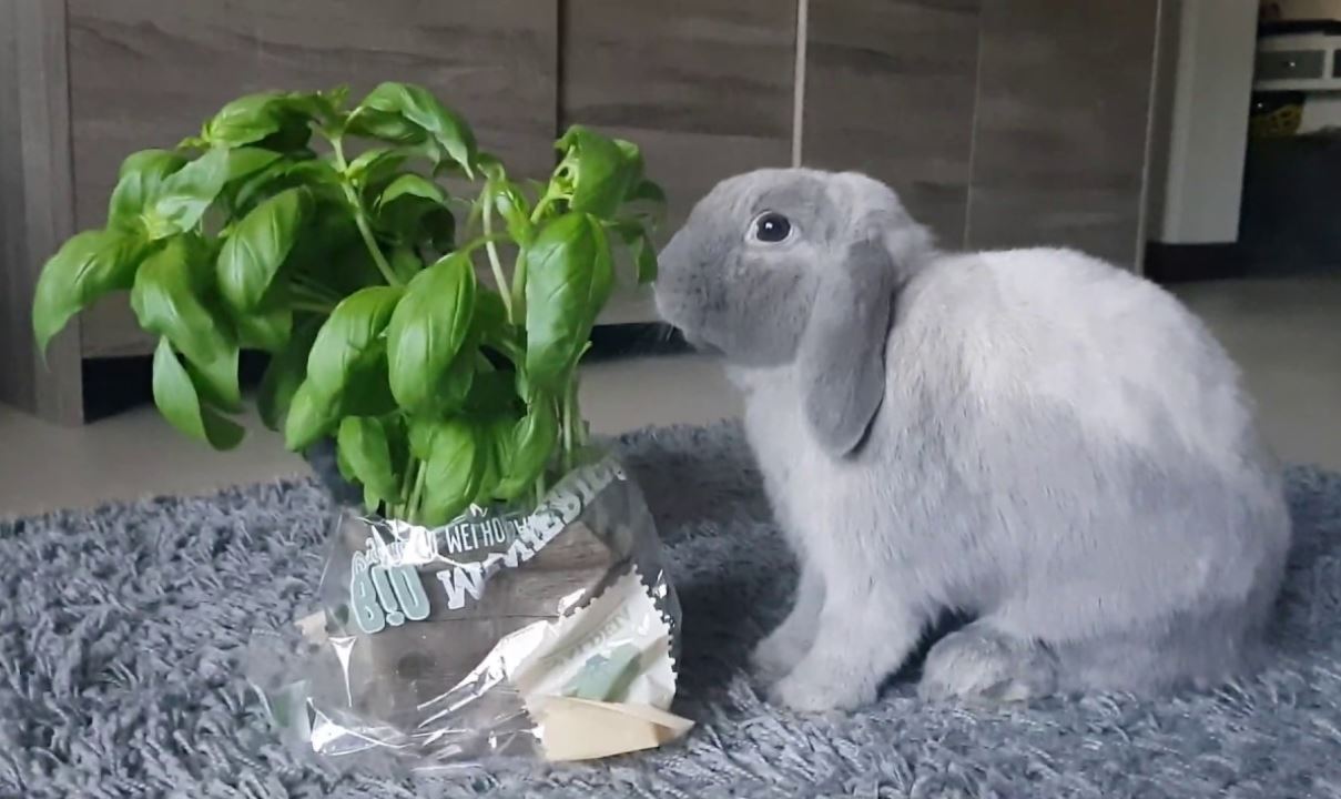 Can Rabbits Eat Basil