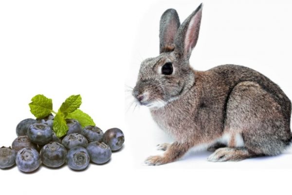 Can Rabbits Eat Blueberries