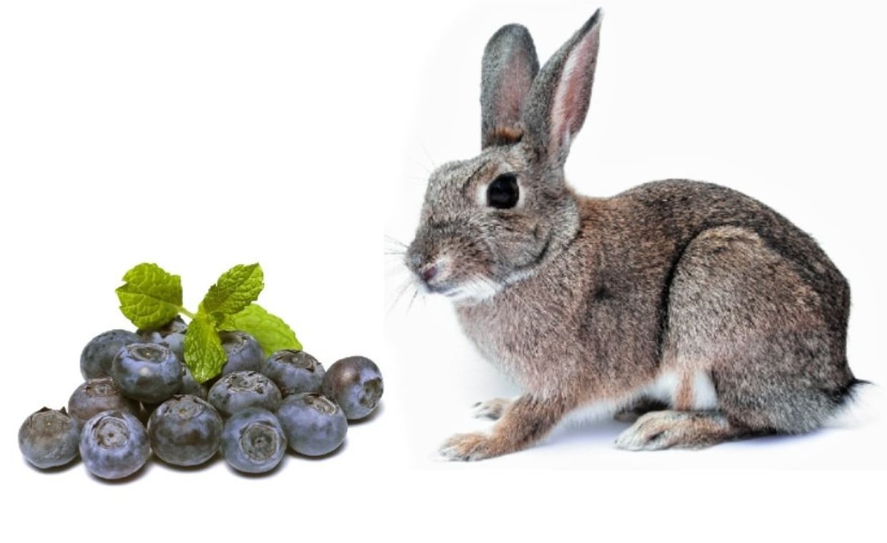 Can Rabbits Eat Blueberries