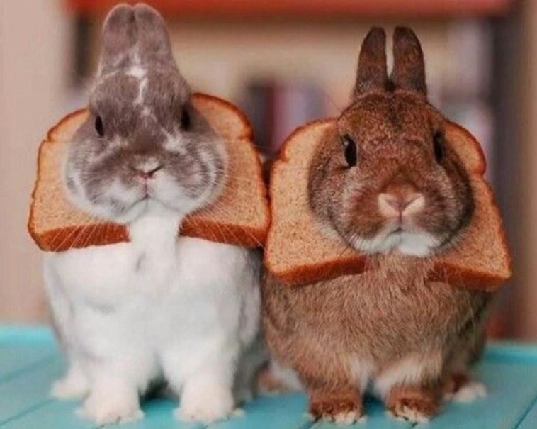 Can Rabbits Eat Bread