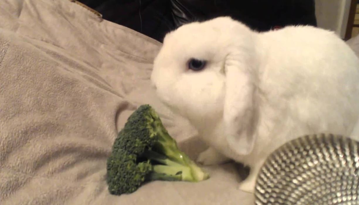 Can Rabbits Eat Broccoli