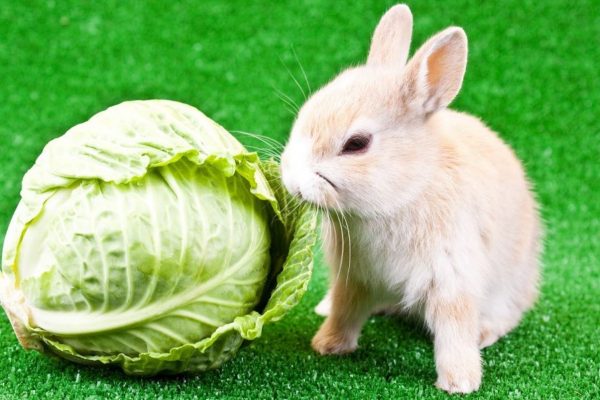 Can Rabbits Eat Cabbage