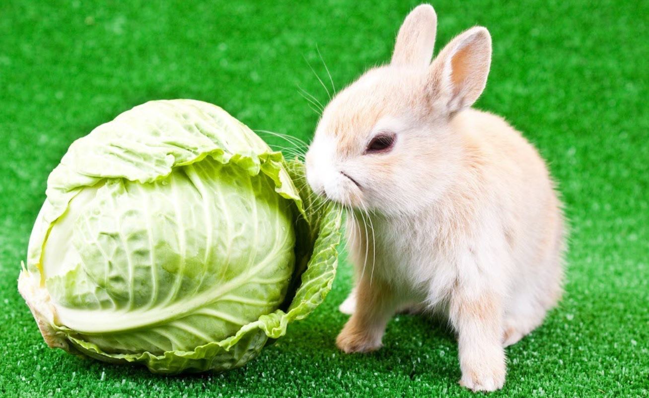 Can Rabbits Eat Cabbage