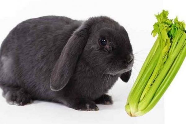 Can Rabbits Eat Celery
