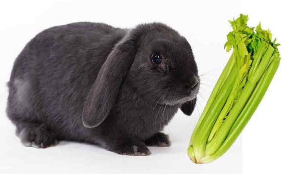 Can Rabbits Eat Celery