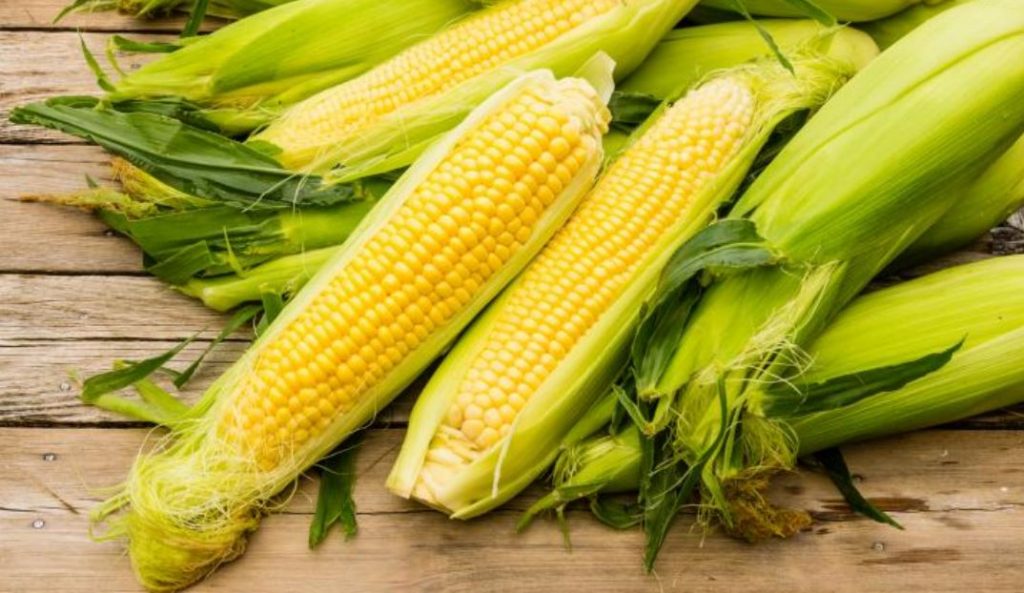 Can Rabbits Eat Corn As Their Daily Intake? Hairston Creek Farm