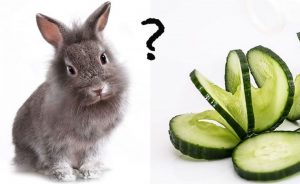 Can Rabbits Eat Cucumber? And In What Quantity?