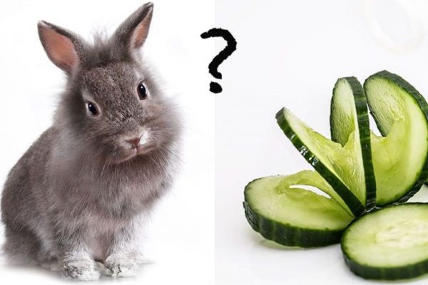 Can Rabbits Eat Cucumber