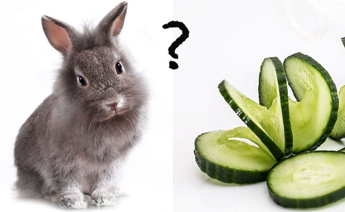 Can Rabbits Eat Cucumber