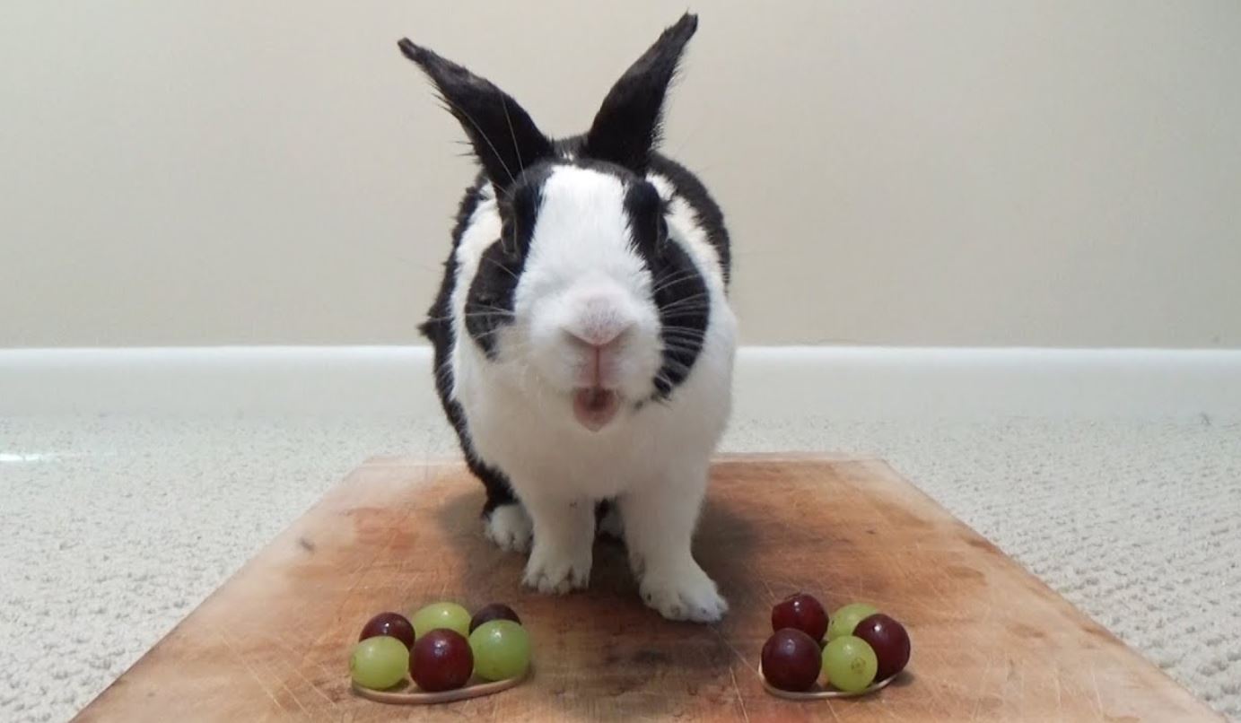 Can Rabbits Eat Grapes