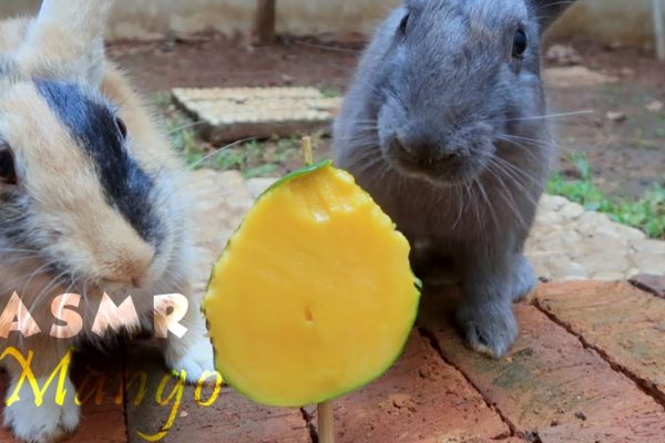 Can Rabbits Eat Mango