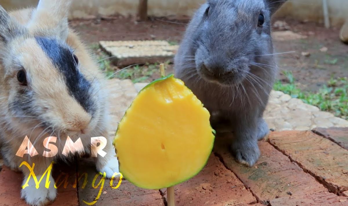 Can Rabbits Eat Mango