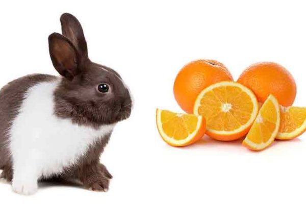 Can Rabbits Eat Oranges