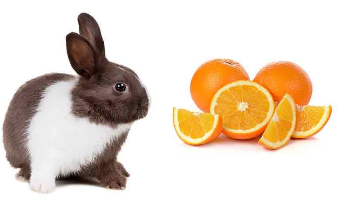 Can Rabbits Eat Oranges