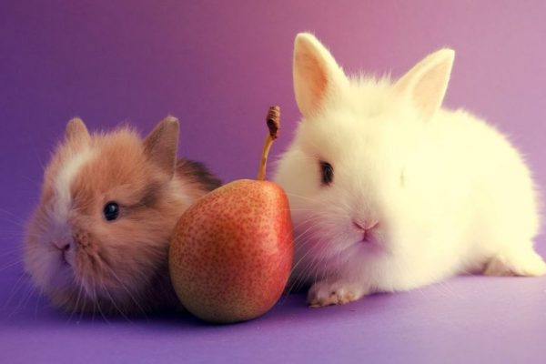 Can Rabbits Eat Pears