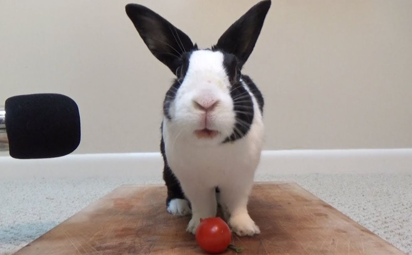 Can Rabbits Eat Tomatoes