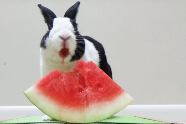 Can Rabbits Eat Watermelon