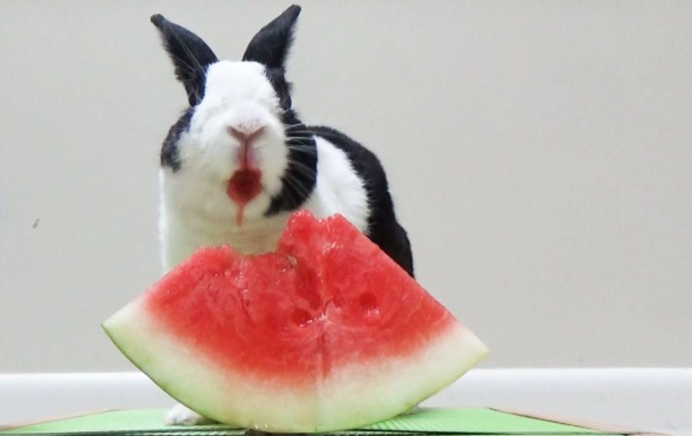 Can Rabbits Eat Watermelon