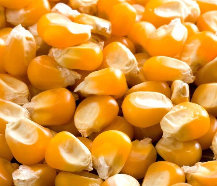 Corn Kernels