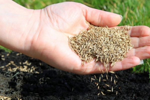 Does Grass Seed Go Bad