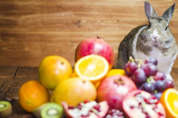 Fruits Rabbits Can Eat