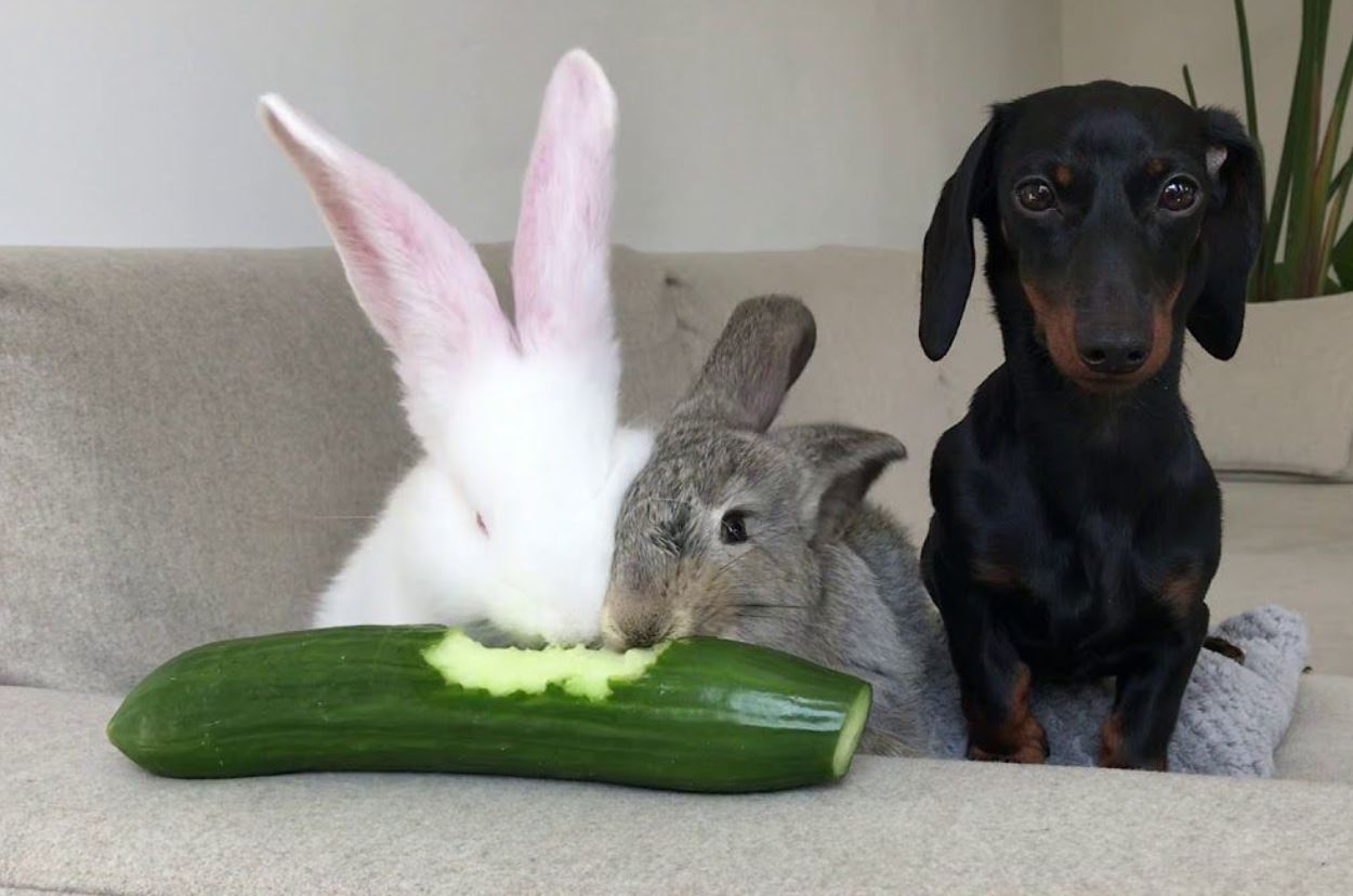 Rabbit Eat Cucumber