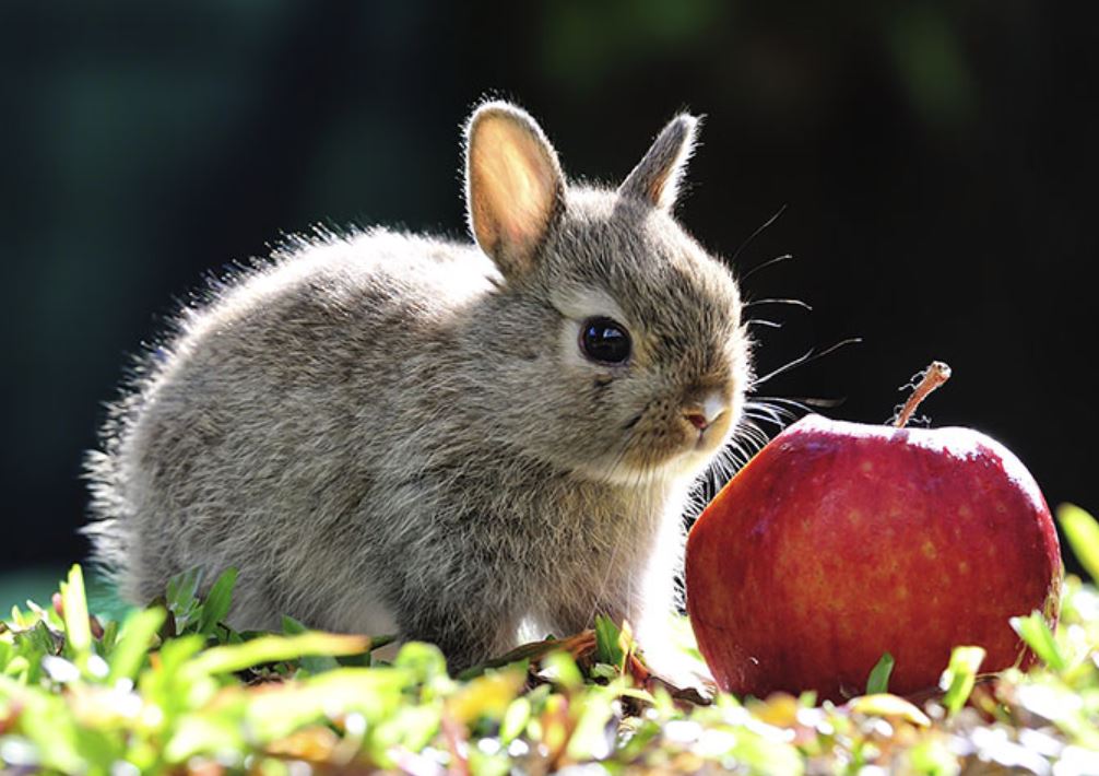 Rabbit Eat Fruit