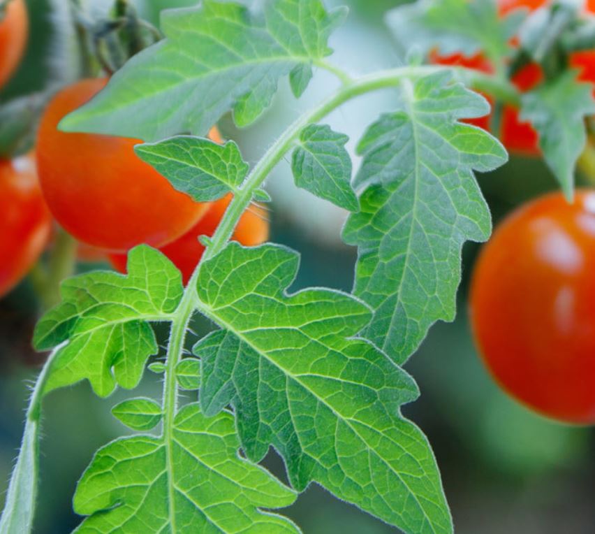 Tomatoes Leaves