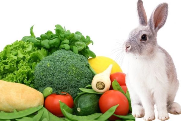 What Vegetables Can Rabbits Eat
