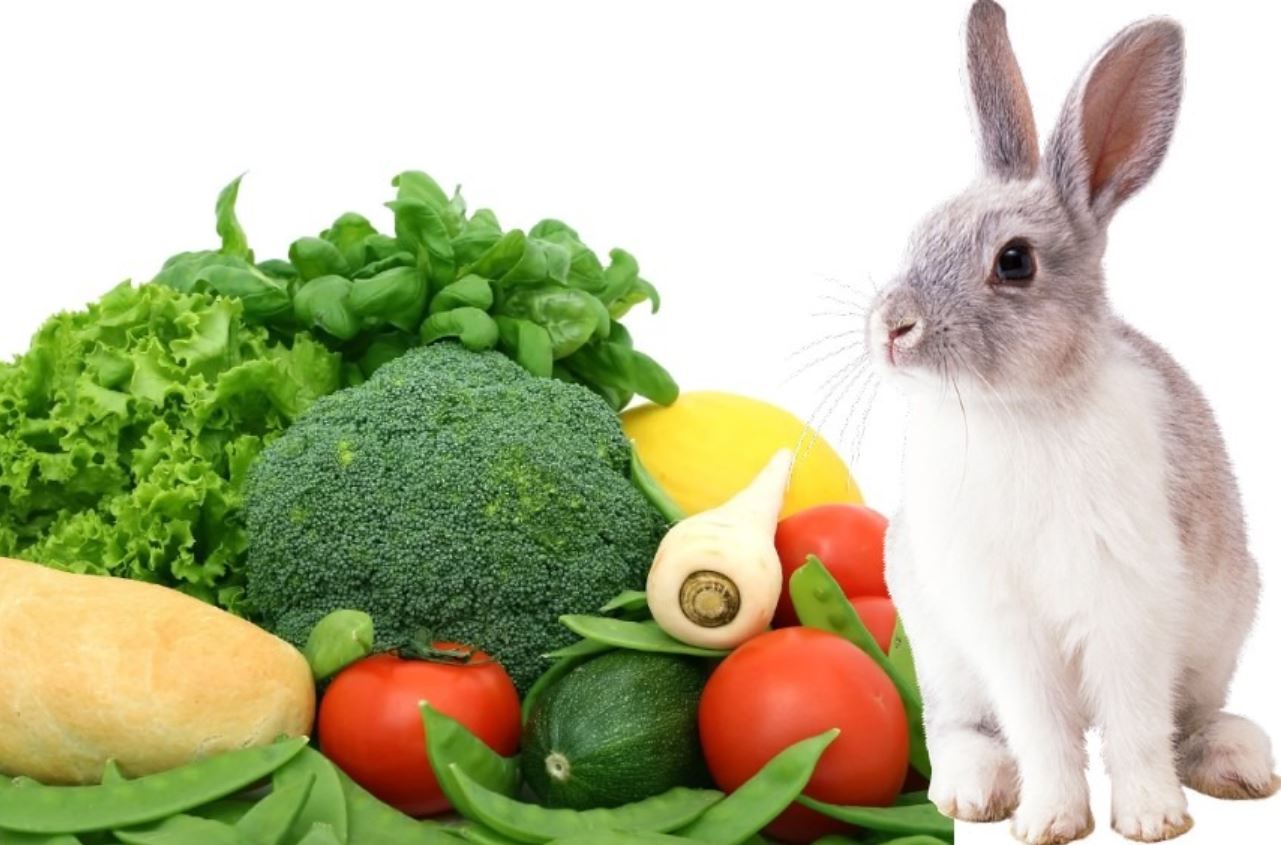 What Vegetables Can Rabbits Eat
