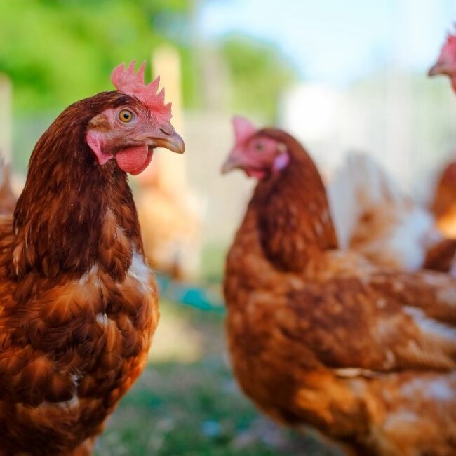 Can Chickens Eat Raisins? Exploring the Benefits and Risks - Hairston