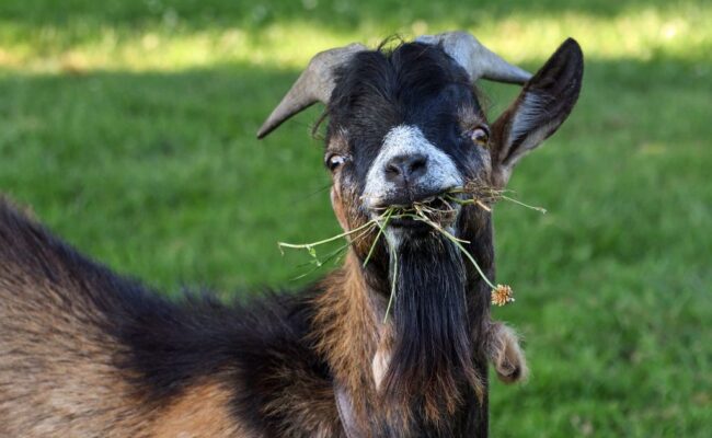 Can Goats Eat Celery Safely