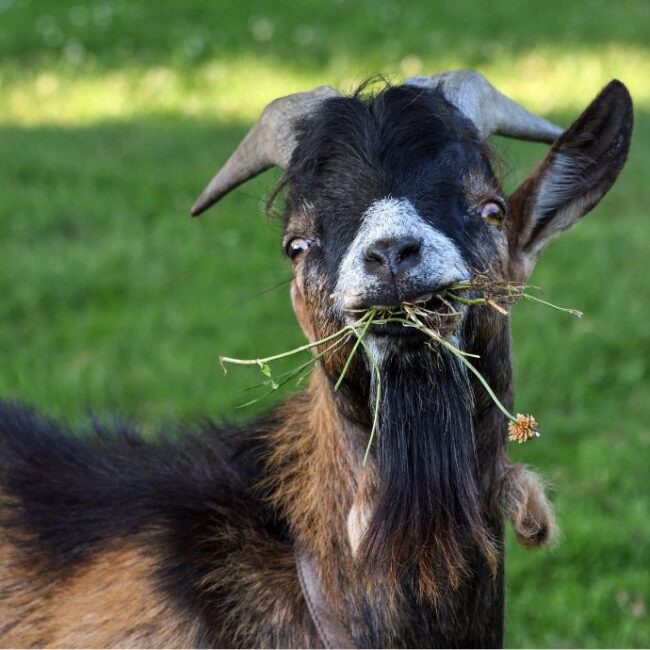 How Long Do Goats Live? Find Here to Learn Their Lifespan