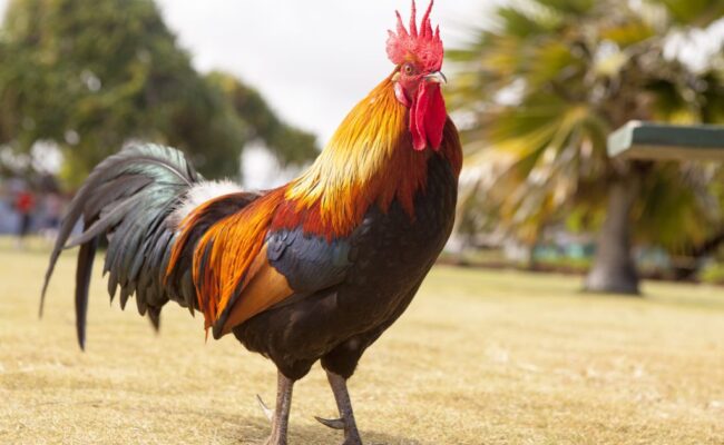When Do Roosters Start Crowing