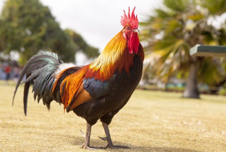 When Do Roosters Start Crowing? Find the Facts Here! - Hairston Creek Farm